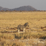 Zèbre de plaines, Halali, Etosha