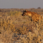 Hyène tachetée, Halali (Etosha)
