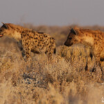 Hyène tachetée, Halali (Etosha)