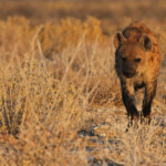 Hyène tachetée, Halali (Etosha)