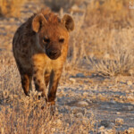 Hyène tachetée, Halali (Etosha)