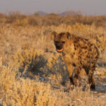Hyène tachetée, Halali (Etosha)