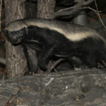 Ratel, Halali (Etosha)