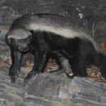 Ratel, Halali (Etosha)