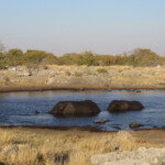 Eléphant, Nuamses
