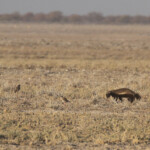 Ratel, Halali (Etosha)