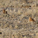 Courvite de Burchell, Halali (Etosha)