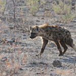 Hyène tachetée, Halali (Etosha)