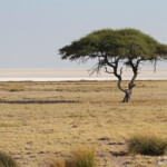 Salvadora, Etosha