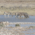 Zèbre de plaine, Charitsaub, Etosha
