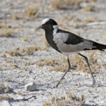 Vanneau armé, Etosha