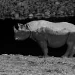 Rhinocéros noir, Okaukuejo, Etosha