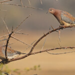 Tourterelles maillées, Rundu