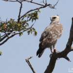 Aigle martial, route le long de la bande de Caprivi