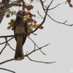 Calao de Bradfield, Namibie