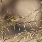 Camaroptère à dos gris, Parc national de Mahango
