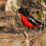 Gonolek rouge et noir, Parc national de Mahango