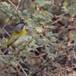 Apalis à gorge jaune, Parc national de Mahango