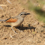 Tchagra à tête brune, Parc national de Mahango