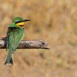 Guêpier nain, Parc national de Mahango