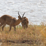Cobe des roseaux, Parc national de Mahango