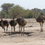 Autruches, Parc national de Mahango