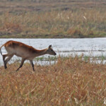 Cobe lechwe, Parc national de Mahango