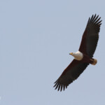 Pygargue vocifère, Parc national de Mahango