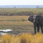 Éléphant, Parc national de Mahango