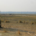 Parc national de Mahango