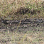 Varan, Parc national de Mahango