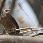 Cratérope de Hartlaub, Parc national de Mahango