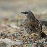 Cratérope de Hartlaub, Parc national de Mahango