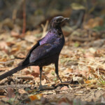 Choucador de Meves, Parc national de Mahango