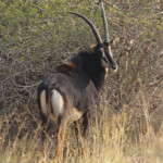 Hippotrague noir, Parc national de Mahango