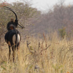 Hippotrague noir, Parc national de Mahango