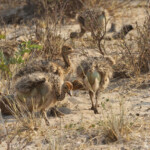 Jeunes autruches, Parc national de Mahango