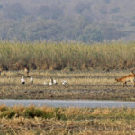 Tantales et cobes lechwe, Parc national de Mahango