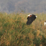 Pygargue vocifère, Parc national de Mahango