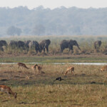 Éléphants et imaplas, Parc national de Mahango