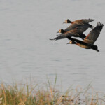 Dendrocygnes veufs, Parc national de Mahango