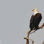 Pygargue vocifère, Parc national de Mahango