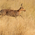 Cobe des roseaux, Parc national de Mahango
