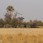 Parc national de Mahango