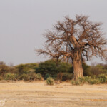 Baobab, Parc national de Mahango