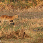 Cobe lechwe, Parc national de Mahango