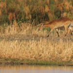 Cobe Lechwe, Parc national de Mahango