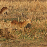 Cobe Lechwe, Parc national de Mahango