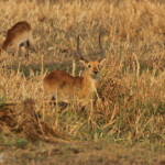 Cobe Lechwe, Parc national de Mahango