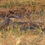 Héron strié, Parc national de Mahango